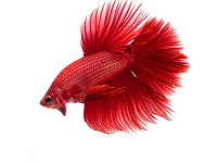Fische
