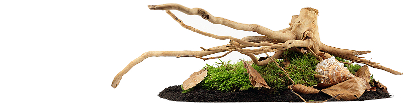 Terrascaping & Deko