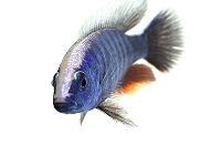 Aquaristik