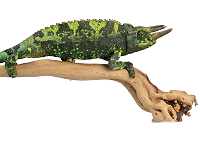 Terraristik