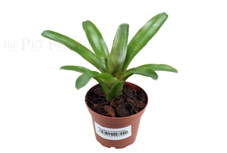 Bromelien