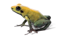 Amphibien