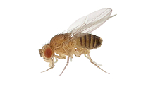 Fliegen