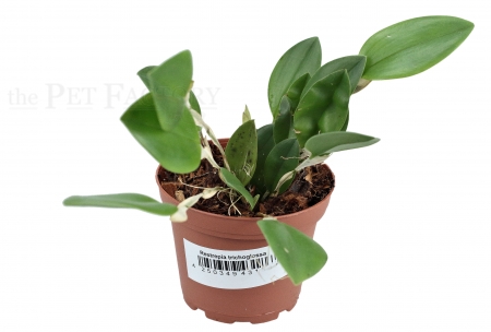 Orchideen