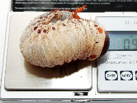 Käfer Larven