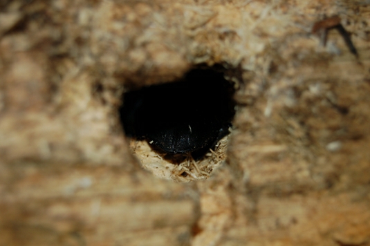 Dorcus reichei Weibchen im Ablageholz (Woodfix)
