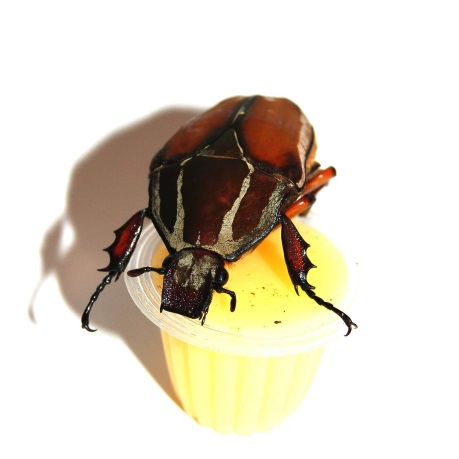 Mecynorrhina torquata ugandensis