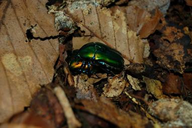 Protaetia cuprea ignicollis bei der Paarung