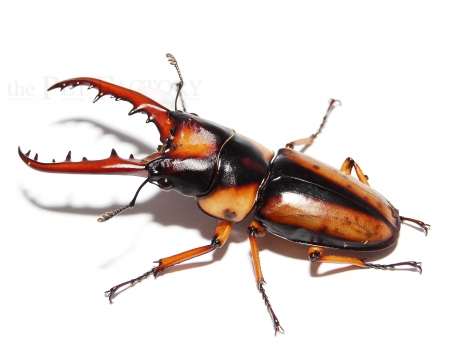 Prosopocoilus savagei XXL Paar