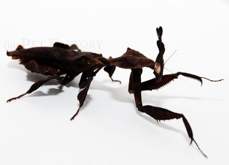 Phyllocrania paradoxa