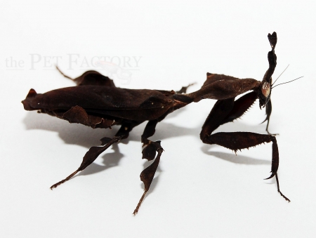 Phyllocrania paradoxa