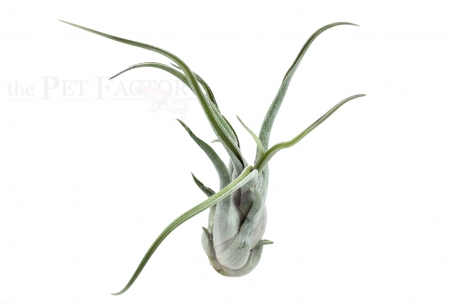 Tillandsia caput medusae