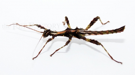 Trachyaretaon spec. Aurora