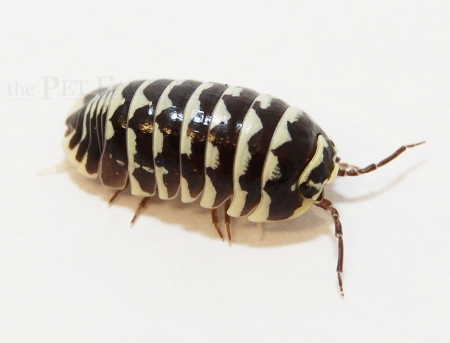 Armadillidium maculatum