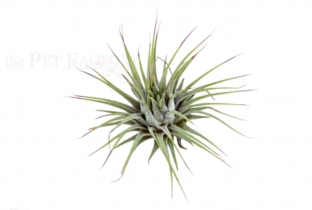 Tillandsia ionantha ionantha