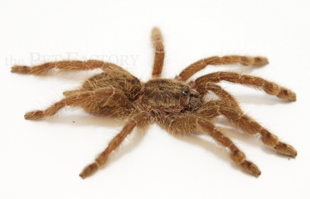Heteroscodra maculata s