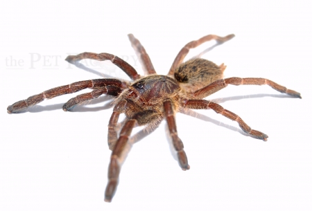 Ceratogyrus marshalli s