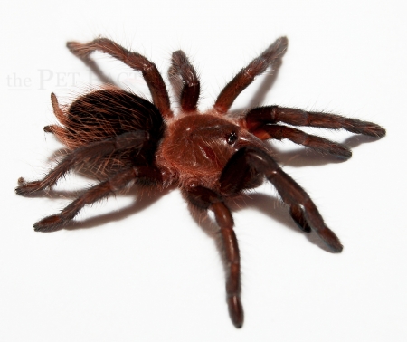 Brachypelma vagans s