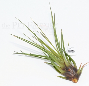 Tillandsia melanocrater