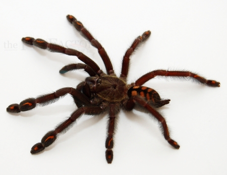 Psalmopoeus irminia m