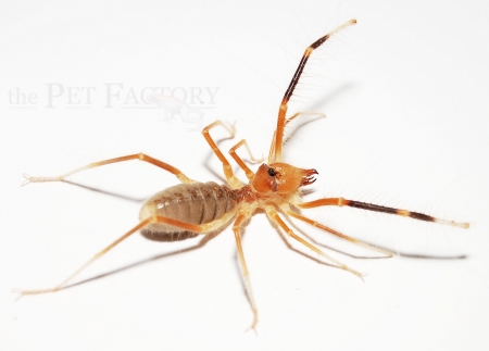 Galeodes granti