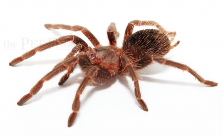 Lasiodora parahybana m