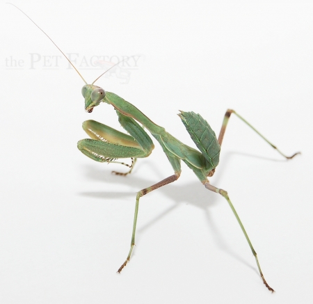 Sphodromantis lineola