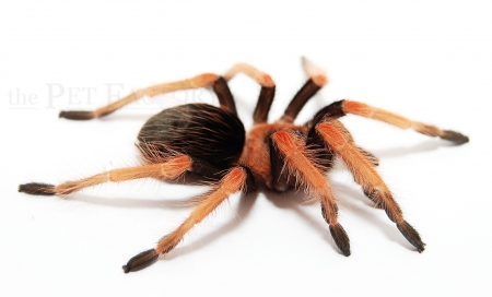 Brachypelma boehmei m