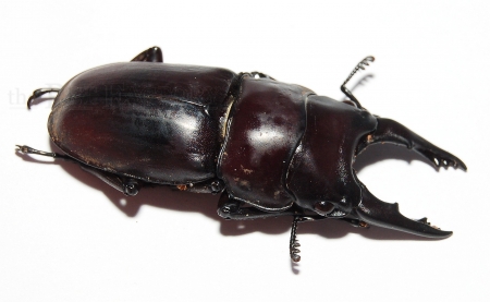 Prosopocoilus senegalensis Paar