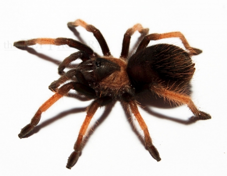 Brachypelma emilia m