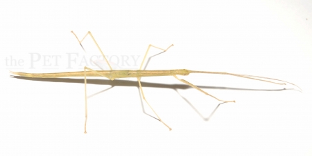Sipyloidea sipylus