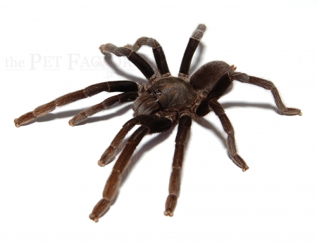 Selenocosmia javanensis L