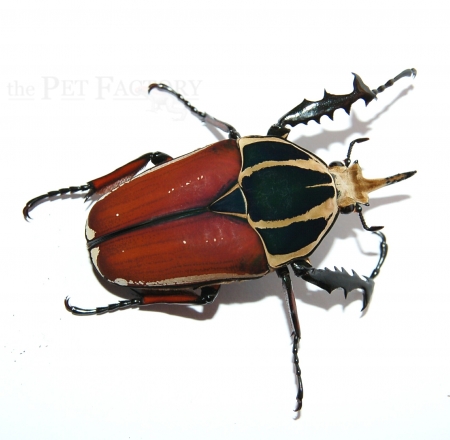 Mecynorrhina torquata ugandensis FARBMORPHE Larve