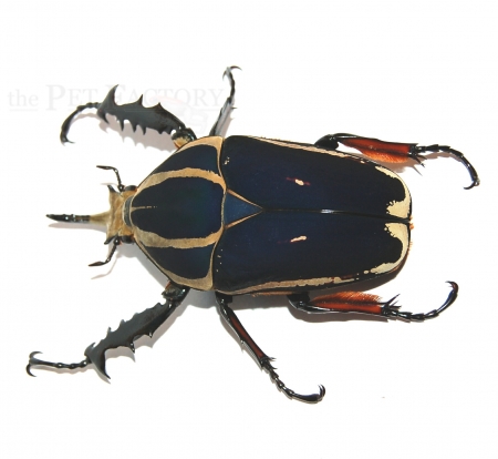 Mecynorrhina torquata ugandensis FARBMORPHE Larve
