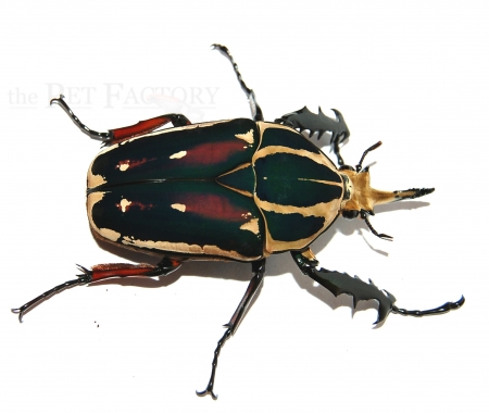 Mecynorrhina torquata ugandensis FARBMORPHE Larve