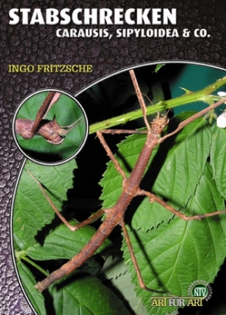 Stabschrecken (Carausis, Sipyloidea & Co.)