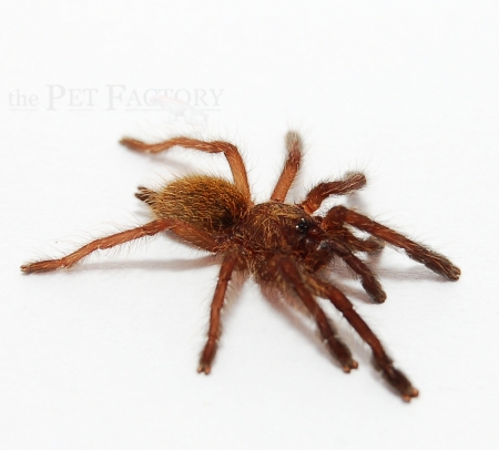 Pterinochilus murinus RCF s/m