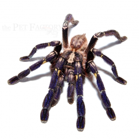Poecilotheria metallica XL