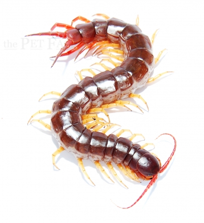 Scolopendra dehaani VIETNAM YELLOW LEG XL