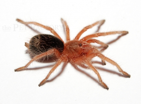 Grammostola rosea ex porteri s