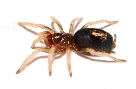 Kochiana brunnipes