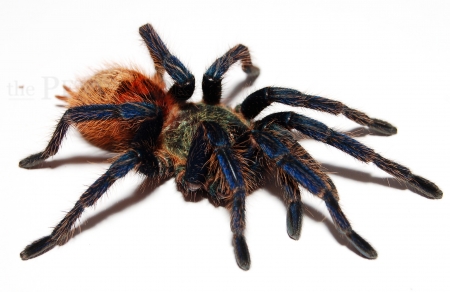Chromatopelma cyaneopubescens m