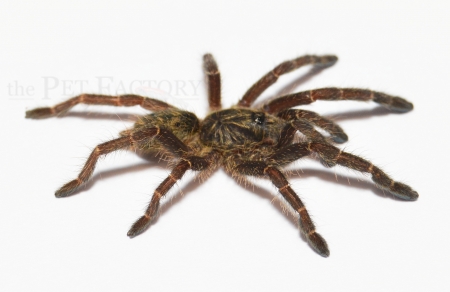 Pterinochilus chordatus LCF m