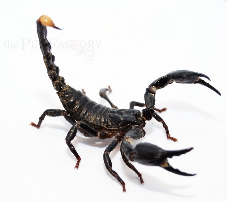 Heterometrus longimanus