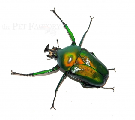 Dicronorhina derbyana oberthuri