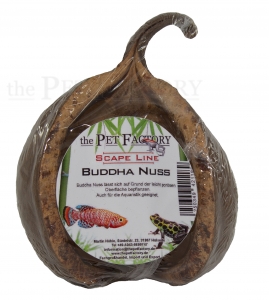 Buddha Nuss