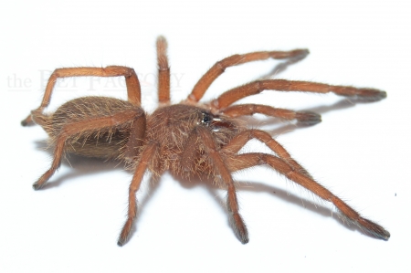 Chilobrachys huahini m