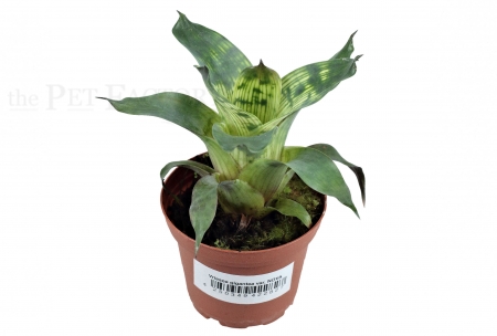 Vriesea gigantea var. NOVA