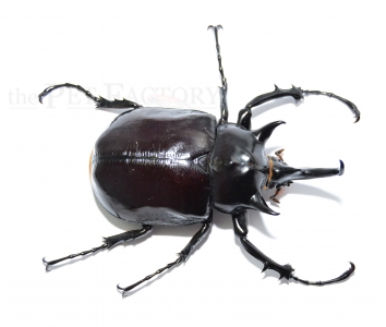 Megasoma mars