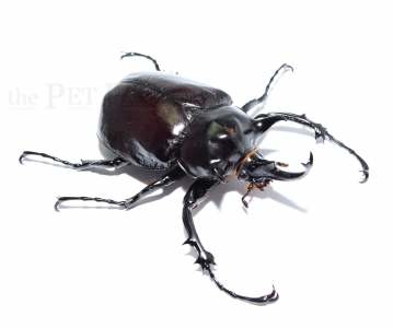 Megasoma mars